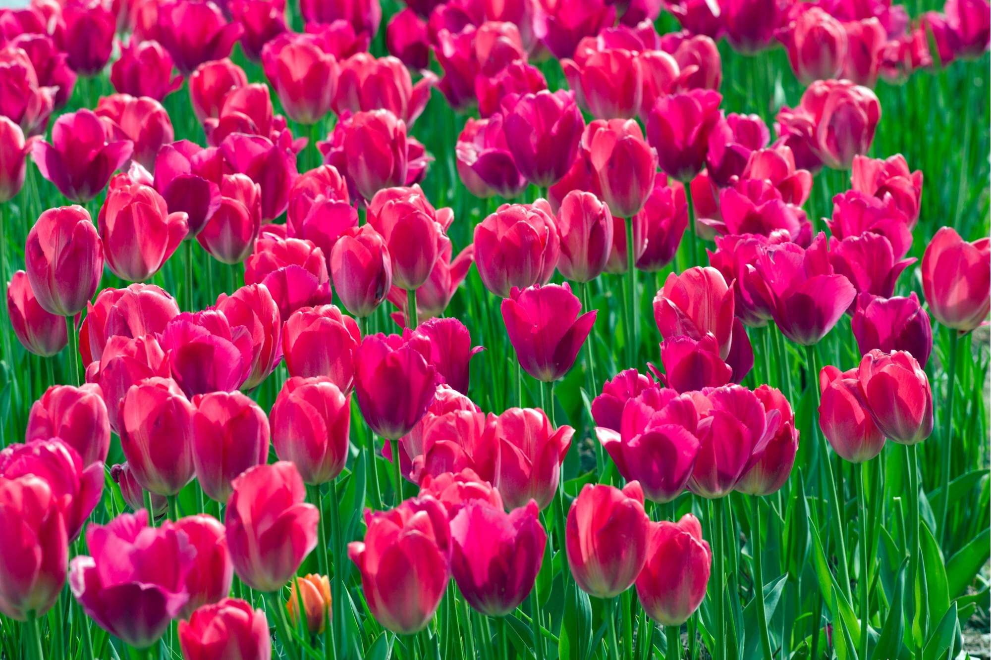 Tulpan ‘Lady van Eijk’